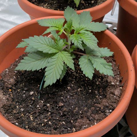 Blue Shark growlog timeline photo
