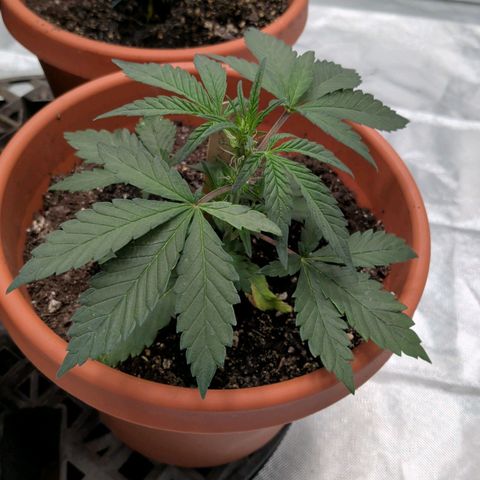 Aliens On Moonshine growlog timeline photo