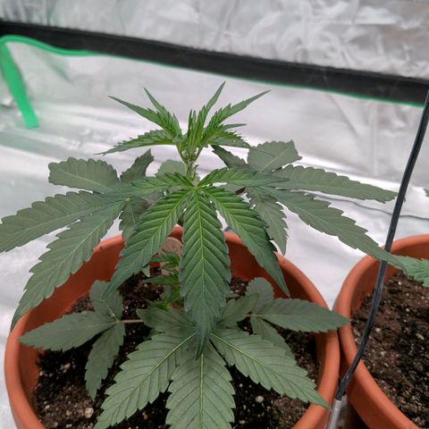 $100 OG growlog timeline photo
