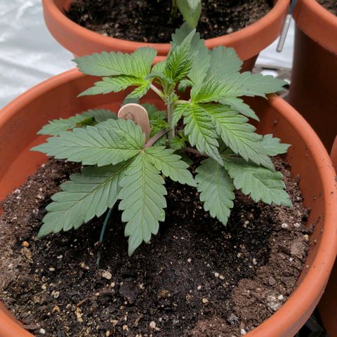 Blue Shark growlog timeline photo