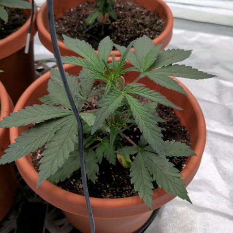 Aliens On Moonshine growlog timeline photo