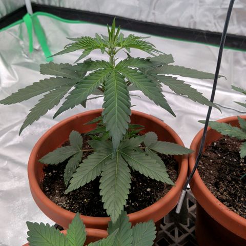 $100 OG growlog timeline photo