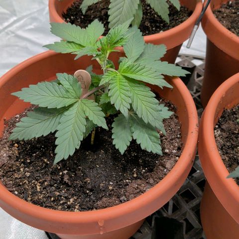Blue Shark growlog timeline photo