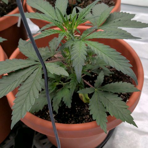 Aliens On Moonshine growlog timeline photo