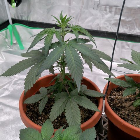$100 OG growlog timeline photo