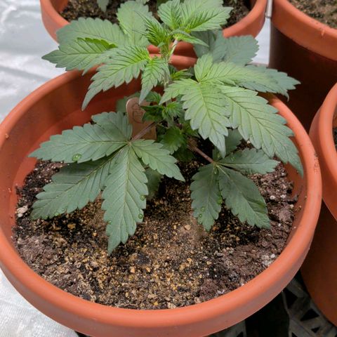 Blue Shark growlog timeline photo