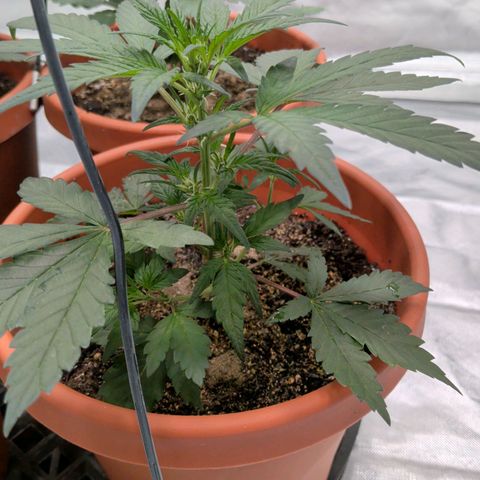 Aliens On Moonshine growlog timeline photo
