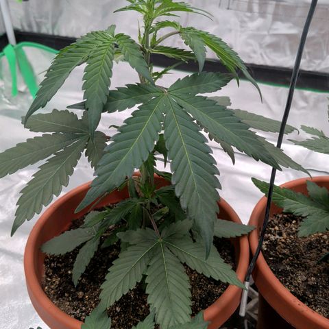 $100 OG growlog timeline photo
