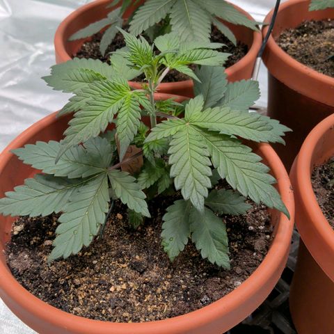 Blue Shark growlog timeline photo
