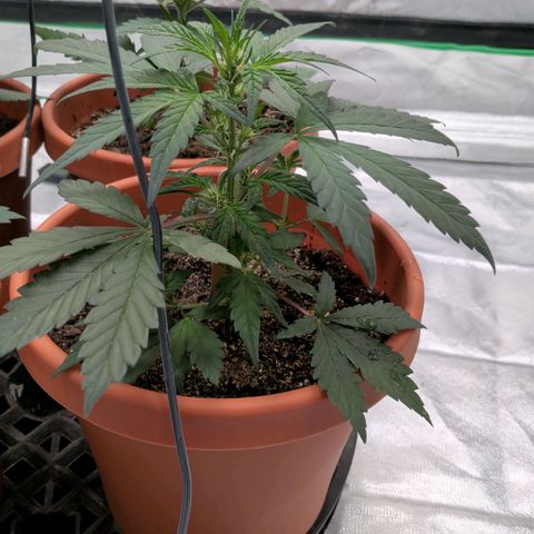 Aliens On Moonshine growlog timeline photo