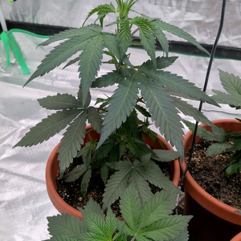 $100 OG growlog timeline photo