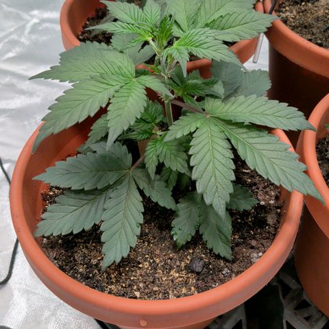 Blue Shark growlog timeline photo