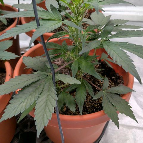 Aliens On Moonshine growlog timeline photo