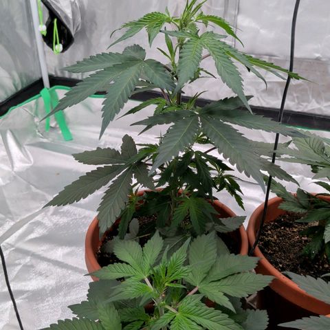 $100 OG growlog timeline photo