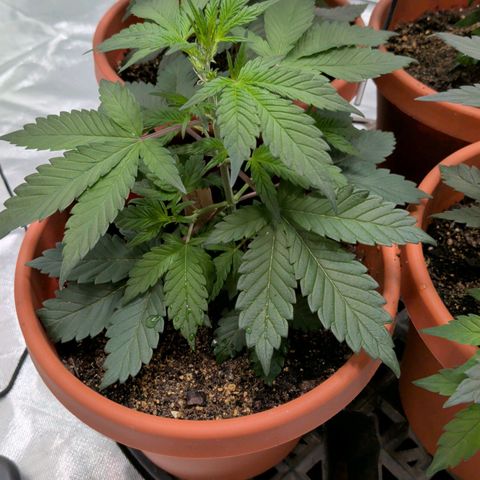 Blue Shark growlog timeline photo