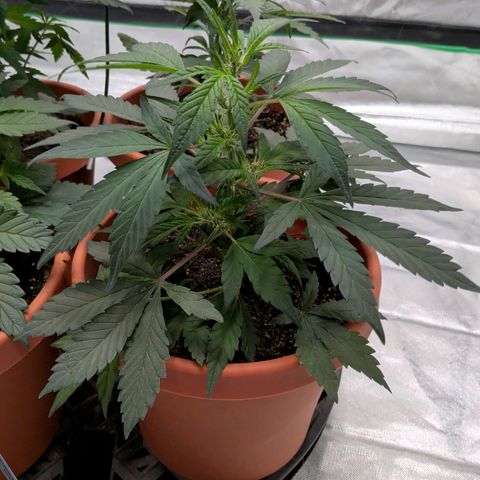 Aliens On Moonshine growlog timeline photo