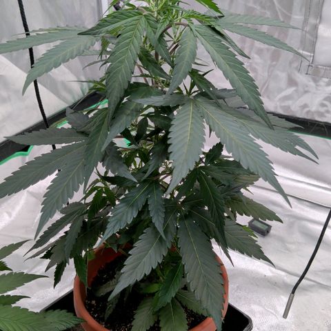 $100 OG growlog timeline photo