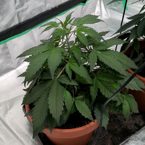 Blue Shark growlog timeline photo