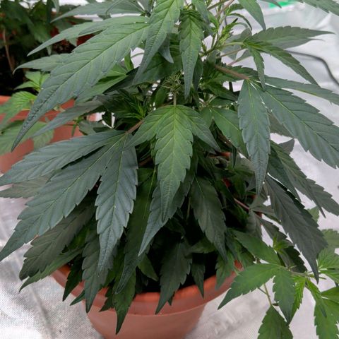 Aliens On Moonshine growlog timeline photo