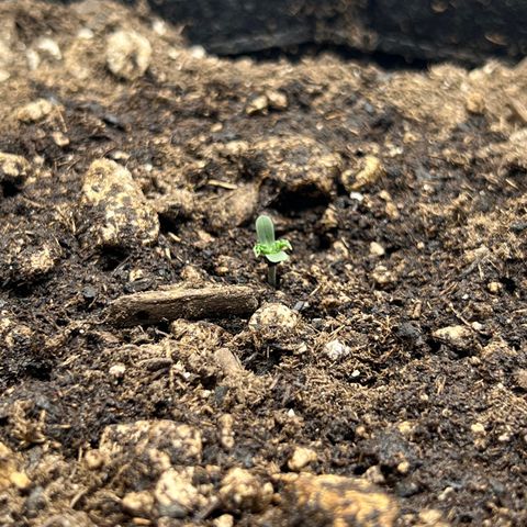 OG Kush growlog timeline photo