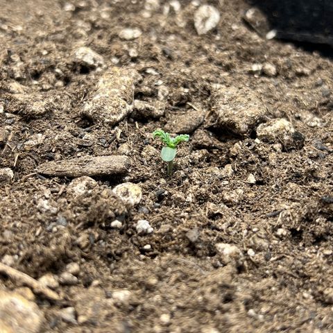 OG Kush growlog timeline photo