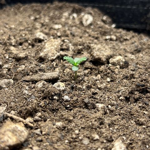 OG Kush growlog timeline photo