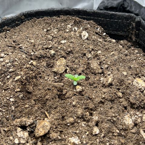 OG Kush growlog timeline photo