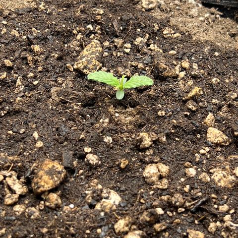 OG Kush growlog timeline photo