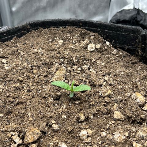 OG Kush growlog timeline photo