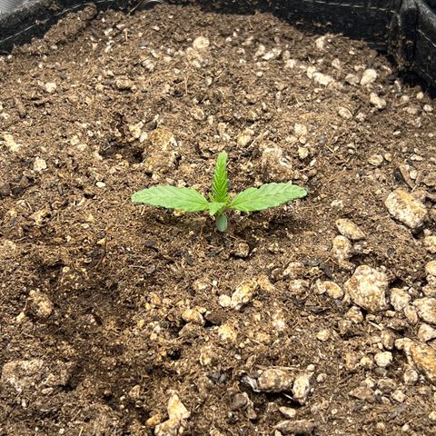 OG Kush growlog timeline photo