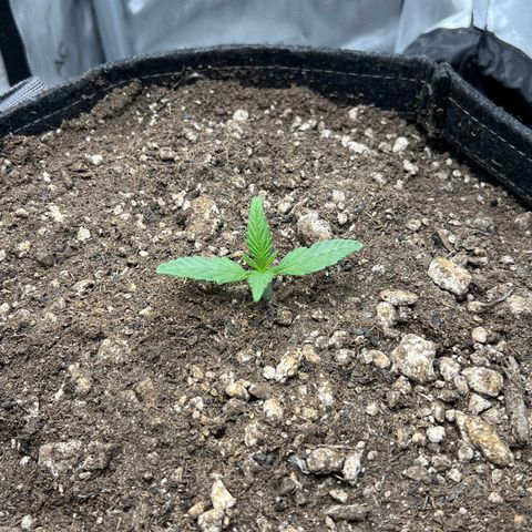 OG Kush growlog timeline photo