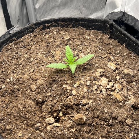 OG Kush growlog timeline photo