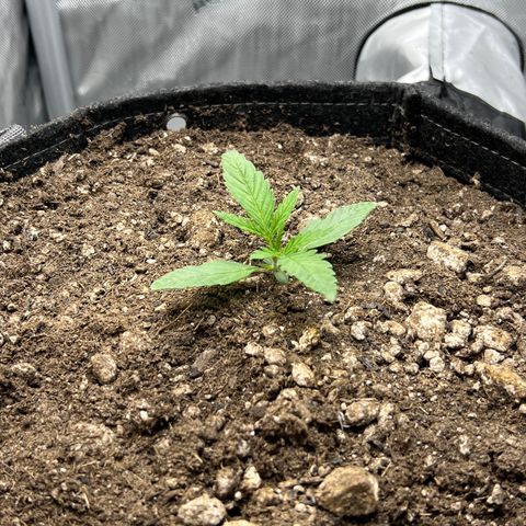 OG Kush growlog timeline photo