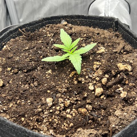 OG Kush growlog timeline photo