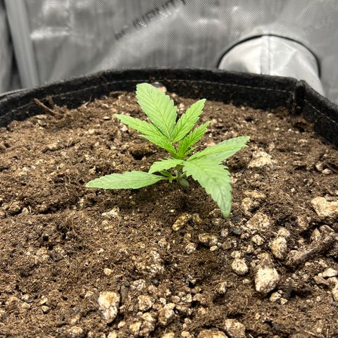 OG Kush growlog timeline photo