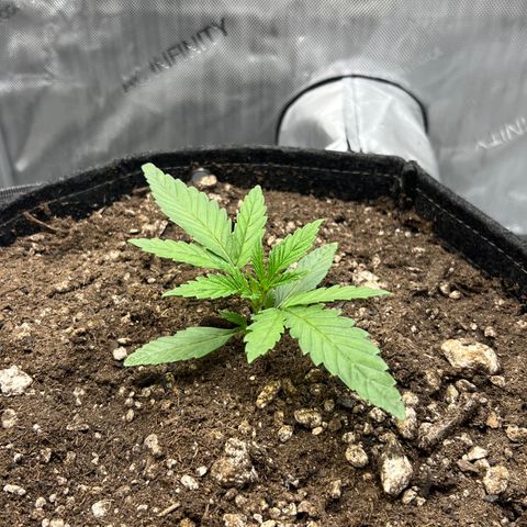OG Kush growlog timeline photo