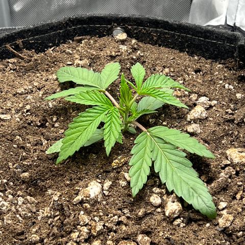 OG Kush growlog timeline photo