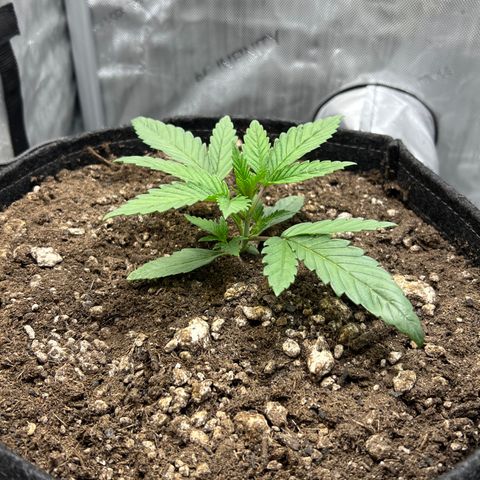 OG Kush growlog timeline photo