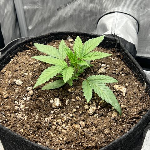 OG Kush growlog timeline photo