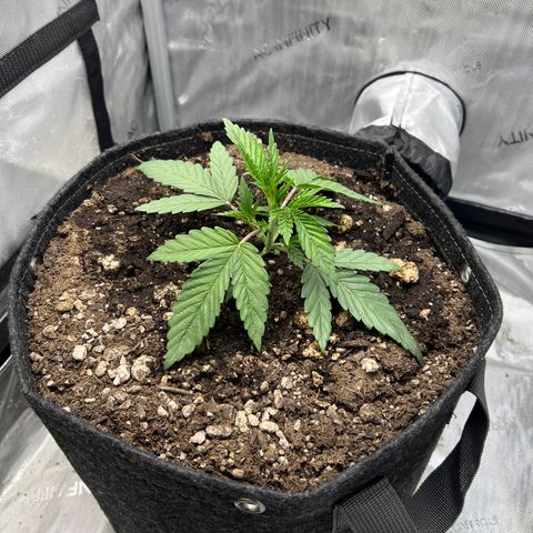 OG Kush growlog timeline photo