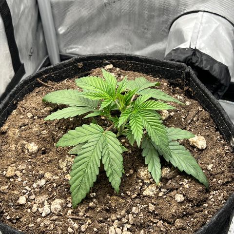 OG Kush growlog timeline photo