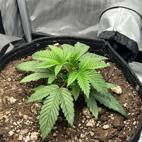 OG Kush growlog timeline photo