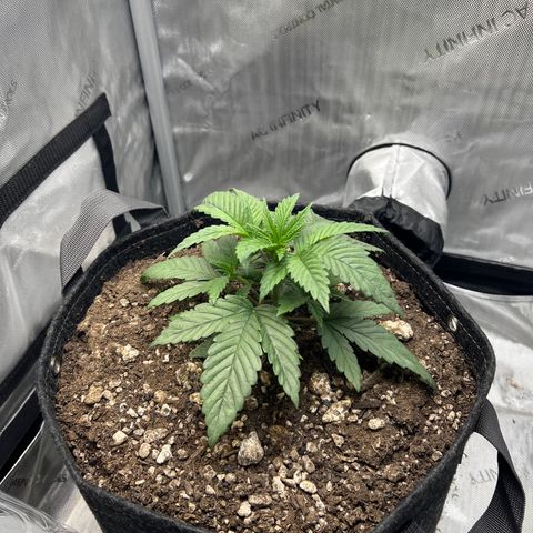 OG Kush growlog timeline photo