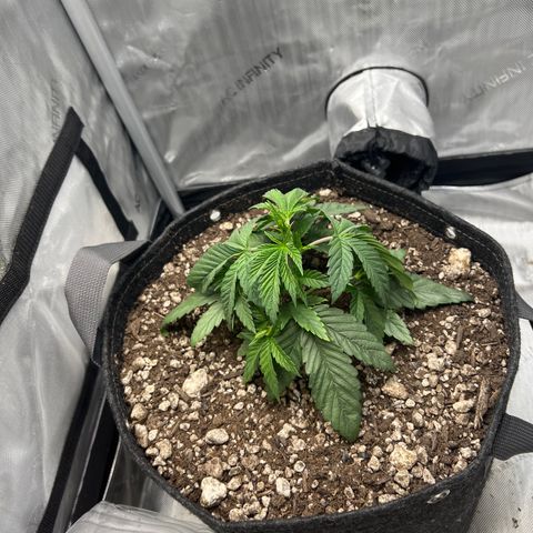 OG Kush growlog timeline photo
