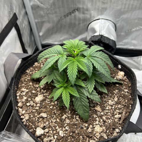 OG Kush growlog timeline photo