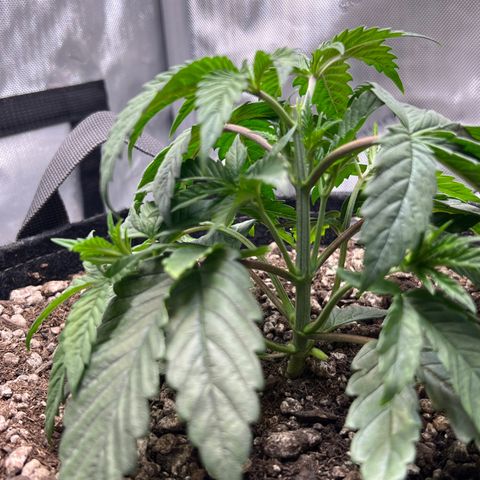 OG Kush growlog photo: Topped below 6th node