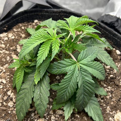OG Kush growlog photo: Topped below 6th node