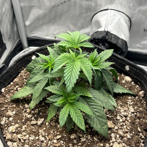 OG Kush growlog timeline photo