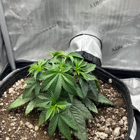 OG Kush growlog timeline photo