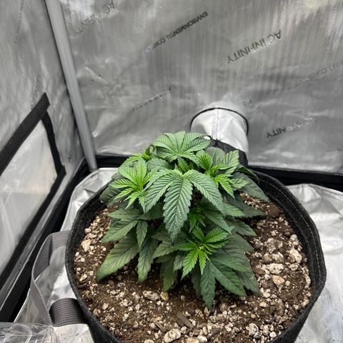 OG Kush growlog timeline photo